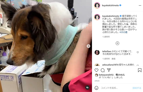 シェットランド・シープドッグ 岸本加世子 等々力姫子