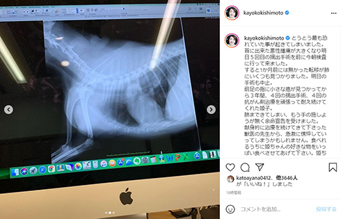 シェットランド・シープドッグ 岸本加世子 等々力姫子