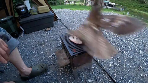 鳥が肉を取る決定的瞬間