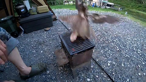 鳥が肉を取り去るところ