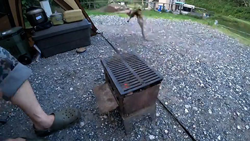 鳥が肉を取り去っていくところ