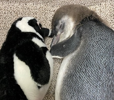 すみだ水族館のペンギン