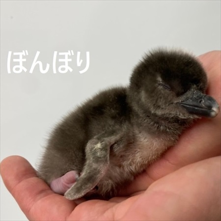 すみだ水族館のペンギン