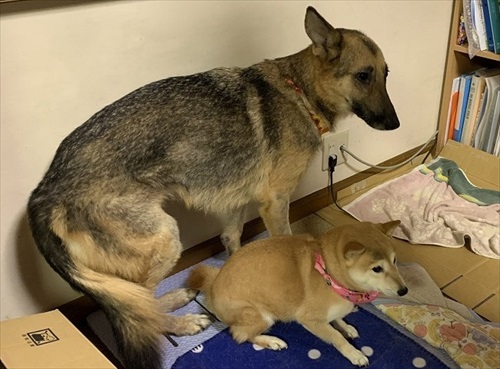 柴犬の後ろに隠れるシェパード