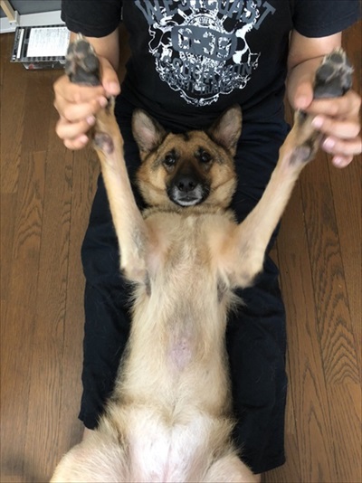 柴犬の後ろに隠れるシェパード