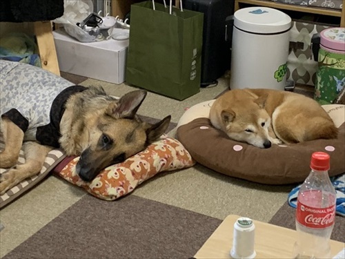 柴犬の後ろに隠れるシェパード