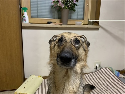 柴犬の後ろに隠れるシェパード