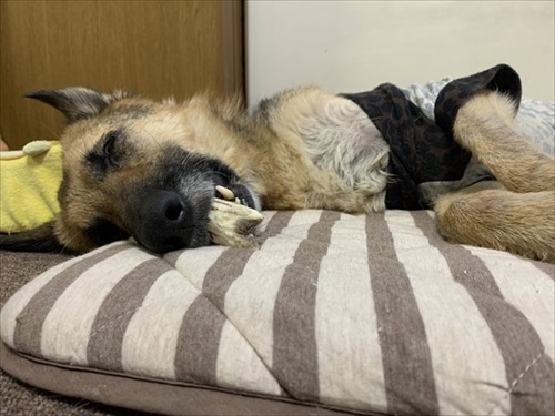 柴犬の後ろに隠れるシェパード