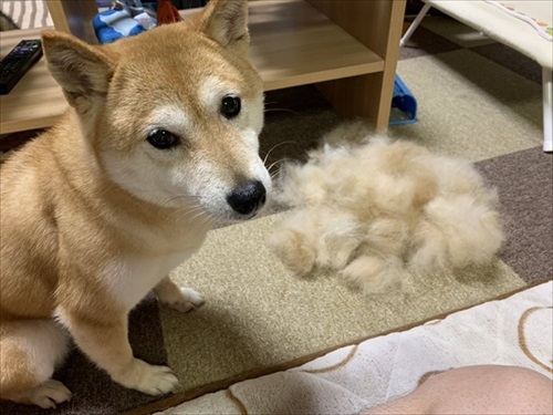 柴犬の後ろに隠れるシェパード