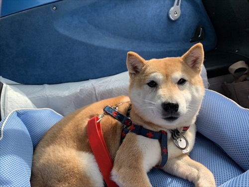 柴犬の後ろに隠れるシェパード