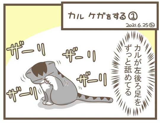 飼い主 猫 お馬さんごっこ 体勢 背中の上 診察 先生