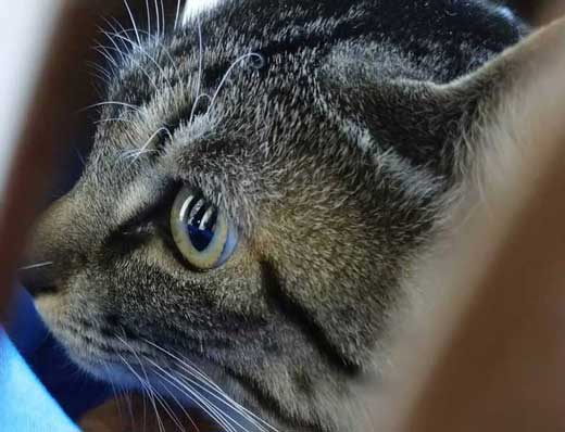 飼い主 猫 お馬さんごっこ 体勢 背中の上 診察 先生