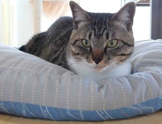 飼い主 猫 お馬さんごっこ 体勢 背中の上 診察 先生