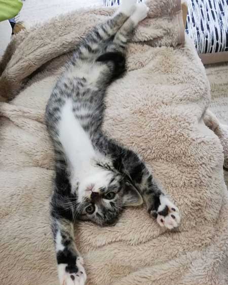 飼い主 猫 お馬さんごっこ 体勢 背中の上 診察 先生