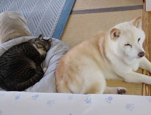 飼い主 猫 お馬さんごっこ 体勢 背中の上 診察 先生