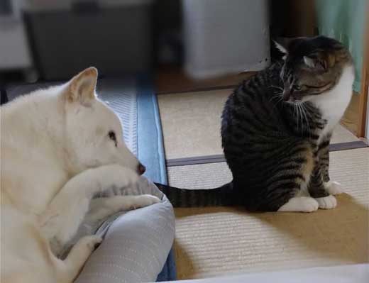 飼い主 猫 お馬さんごっこ 体勢 背中の上 診察 先生