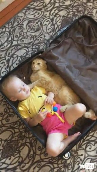 「Kitty and Baby Climb Into Suitcase Together || ViralHog」