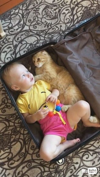 「Kitty and Baby Climb Into Suitcase Together || ViralHog」