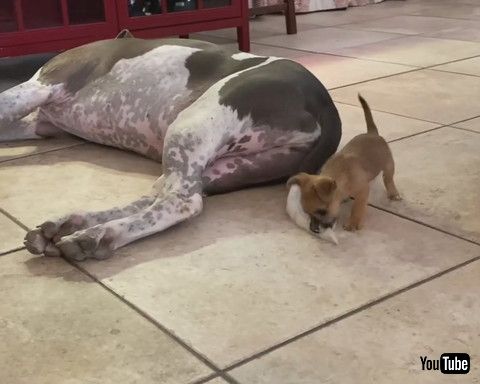 「Tiny Puppy vs. Giant Tail || ViralHog」