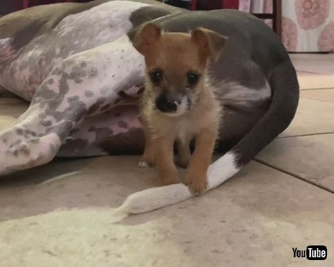「Tiny Puppy vs. Giant Tail || ViralHog」