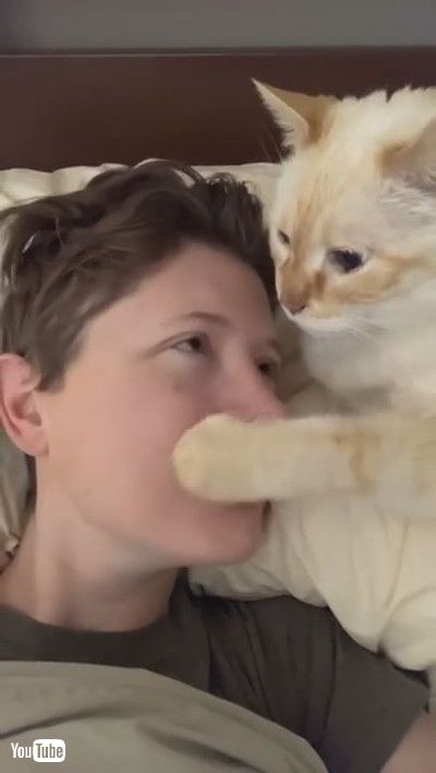 「Sweet Cat Begs for Nose Kisses || ViralHog」