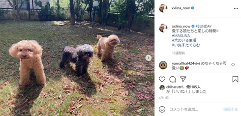MAX LINA 愛犬 ペットの救命救急法 ライセンス