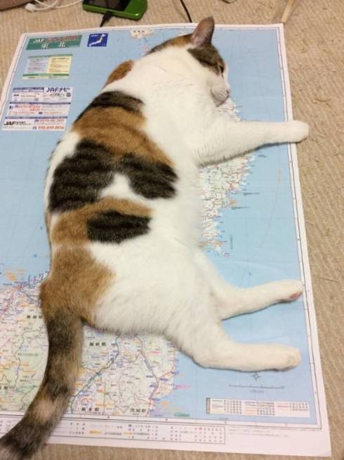 ポシェットを下げた三毛猫さん 社長「私のベストパートナーだった」廃線寸前の地方鉄道を復活