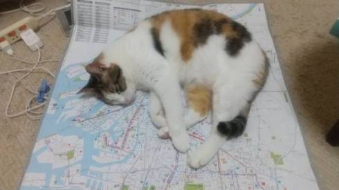 猫 東北地方に上陸 ノースちゃん