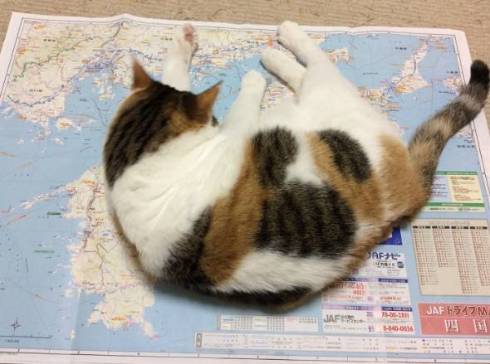 猫 東北地方に上陸 ノースちゃん