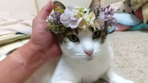 猫 東北地方に上陸 ノースちゃん