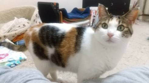 猫 東北地方に上陸 ノースちゃん