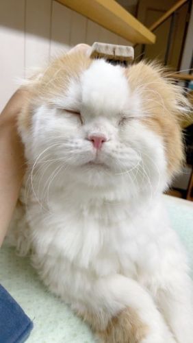 reopeach