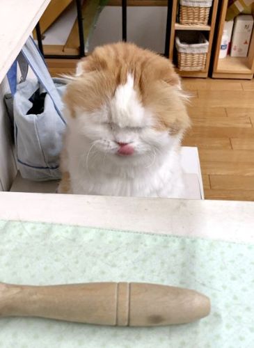 reopeach