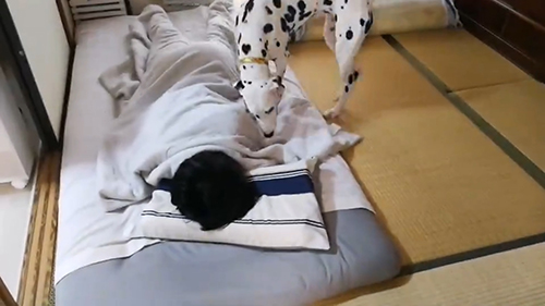 布団を覗き込むケイトちゃん