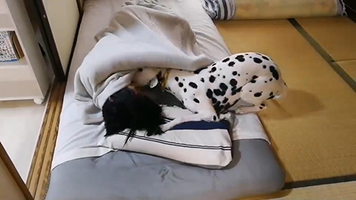 ぺろぺろするケイトちゃん