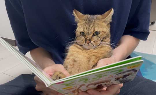 絵本 ライオン イカ耳 猫 メガネ ミヌエット みにら