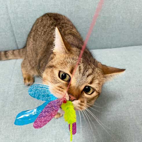 絵本 ライオン イカ耳 猫 メガネ ミヌエット みにら