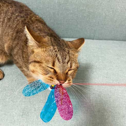 絵本 ライオン イカ耳 猫 メガネ ミヌエット みにら