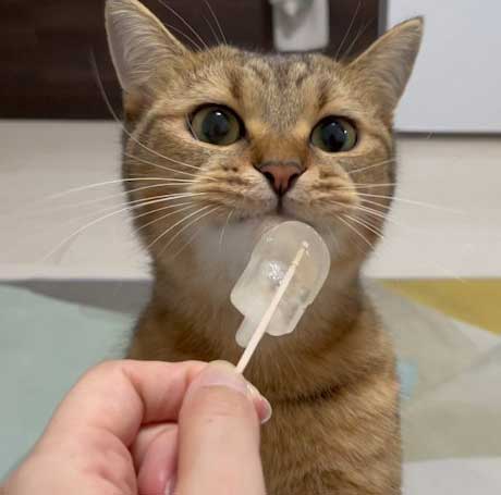 絵本 ライオン イカ耳 猫 メガネ ミヌエット みにら