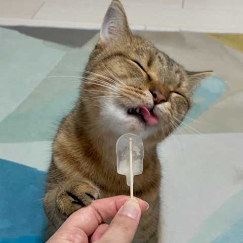 絵本 ライオン イカ耳 猫 メガネ ミヌエット みにら