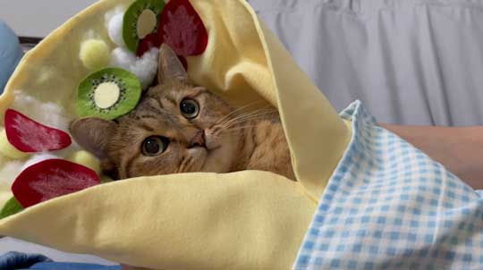 絵本 ライオン イカ耳 猫 メガネ ミヌエット みにら