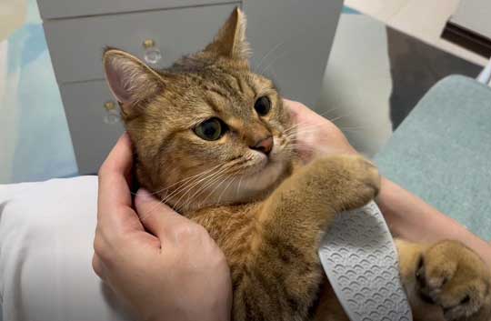 絵本 ライオン イカ耳 猫 メガネ ミヌエット みにら