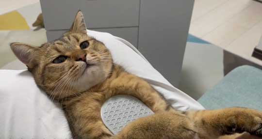 絵本 ライオン イカ耳 猫 メガネ ミヌエット みにら