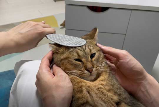 絵本 ライオン イカ耳 猫 メガネ ミヌエット みにら