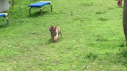 トラの赤ちゃん