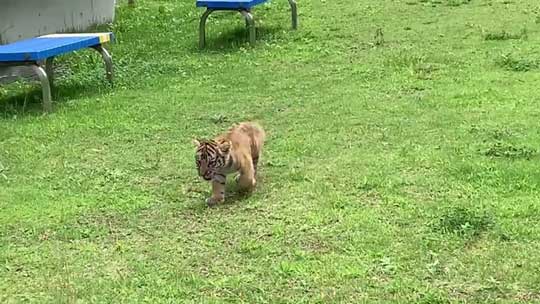 トラ 赤ちゃん 秋吉台 サファリランド