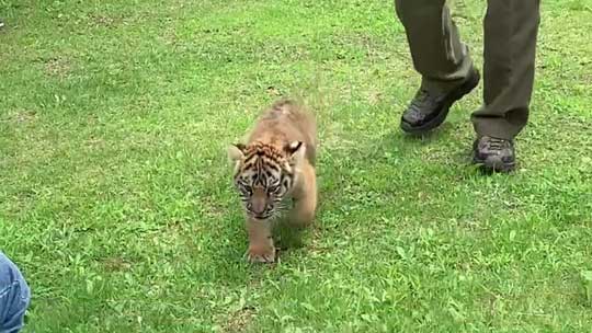 トラ 赤ちゃん 秋吉台 サファリランド