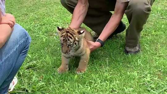 トラ 赤ちゃん 秋吉台 サファリランド