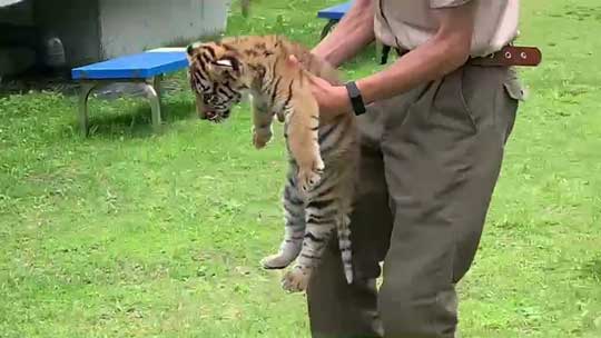 トラ 赤ちゃん 秋吉台 サファリランド