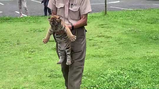 トラ 赤ちゃん 秋吉台 サファリランド